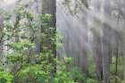 California. Del Norte Redwoods SP. Spring with sunbeams coming through redwoods and rhododendrons Art Print